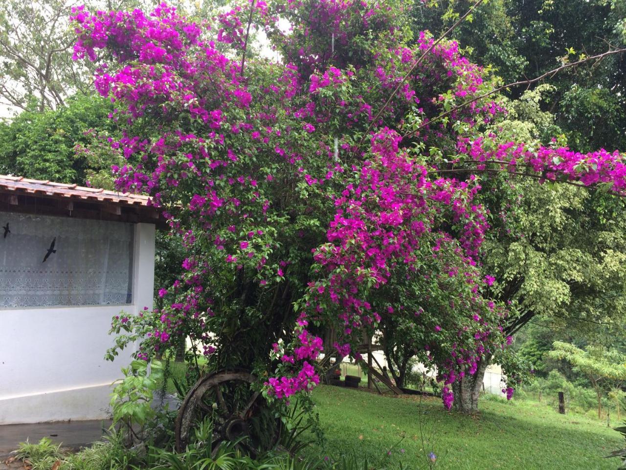 Flores De Lodge Cunha